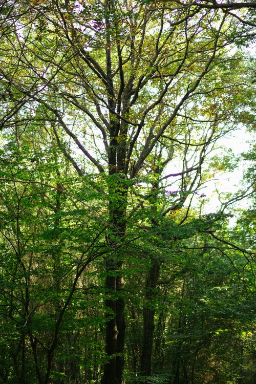 Free Dense, green forest with towering trees bathed in sunlight, showcasing nature's beauty. Stock Photo