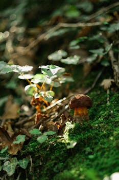 A mushroom growing among moss in a sunlit forest, highlighting nature's beauty.