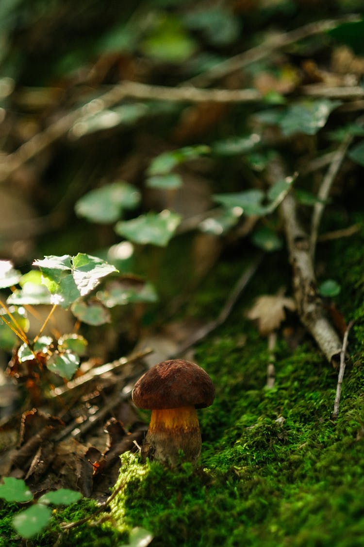 Photo Of A Mushroom On Moss 