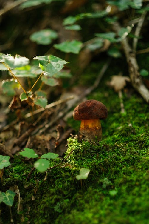 Free A Brown Mushroom on Mossy Ground Stock Photo