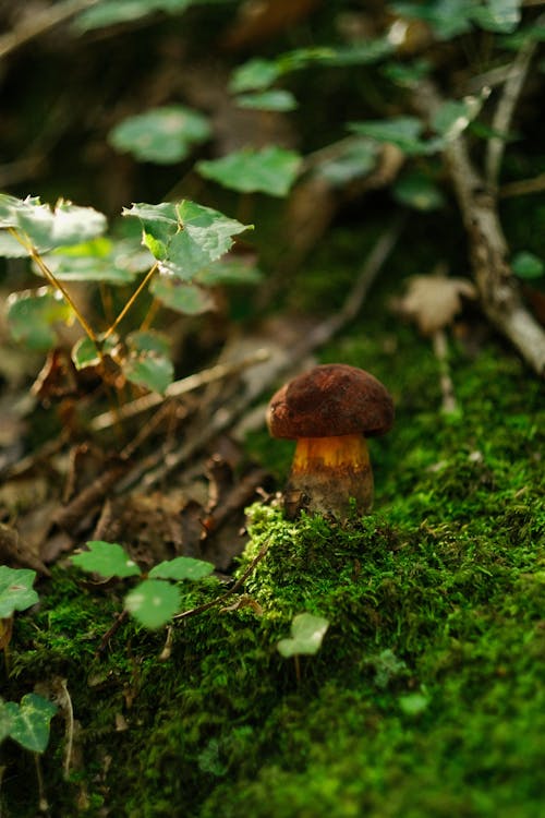 A Brown Mushroom on Mossy Ground