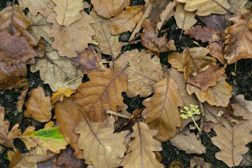 Free Top View of Dried Leaves Stock Photo