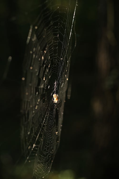 Close-up of a Spider Web