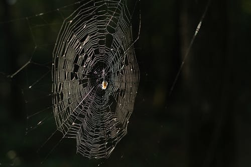 Δωρεάν στοκ φωτογραφιών με αράχνη, αραχνοειδές έντομο, έντομο