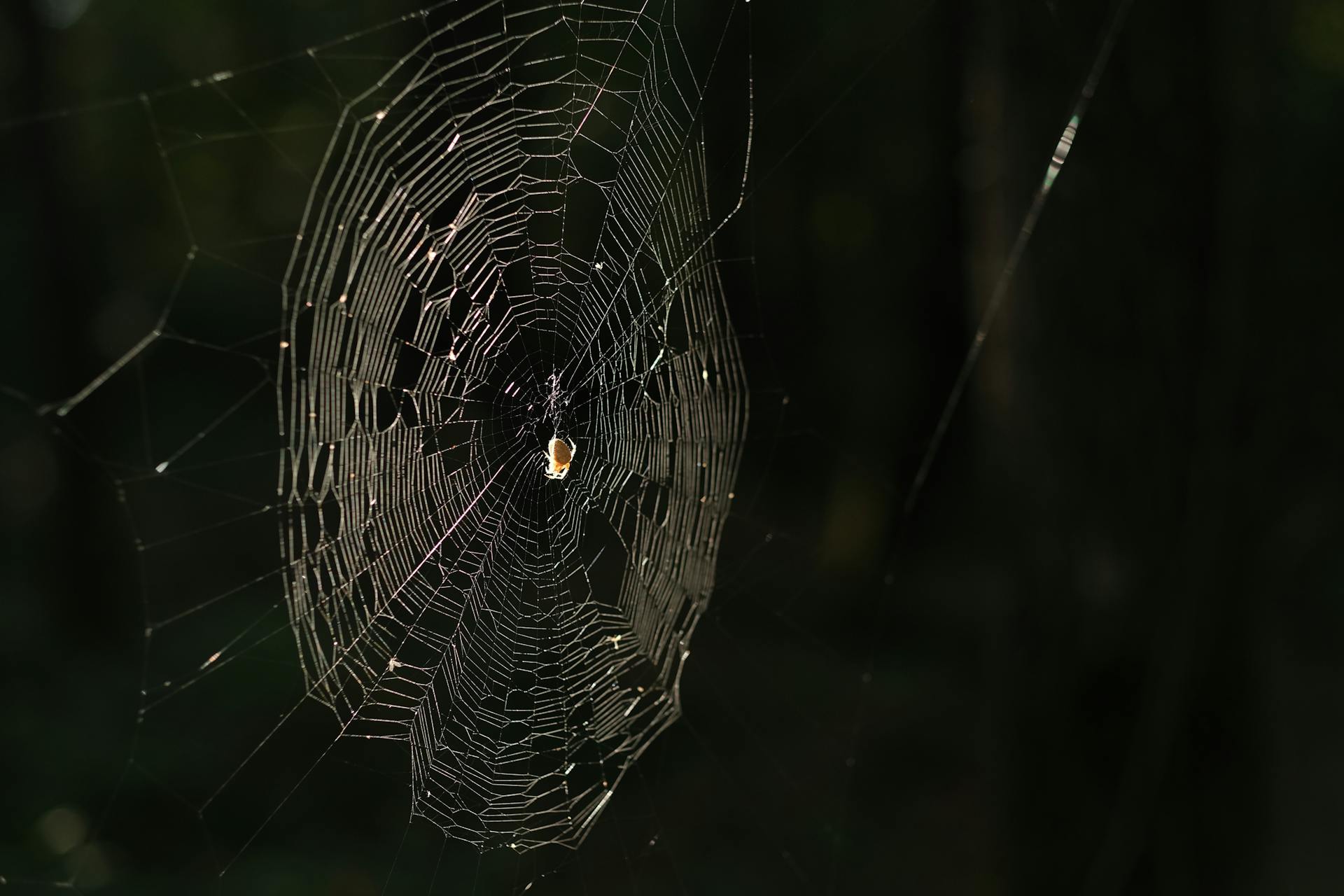 A Spider on It's Silky Web