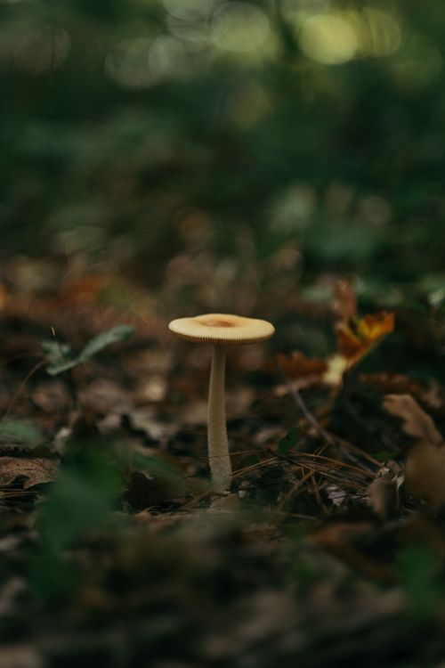Free A solitary mushroom stands on a leafy forest floor, highlighting nature's beauty. Stock Photo