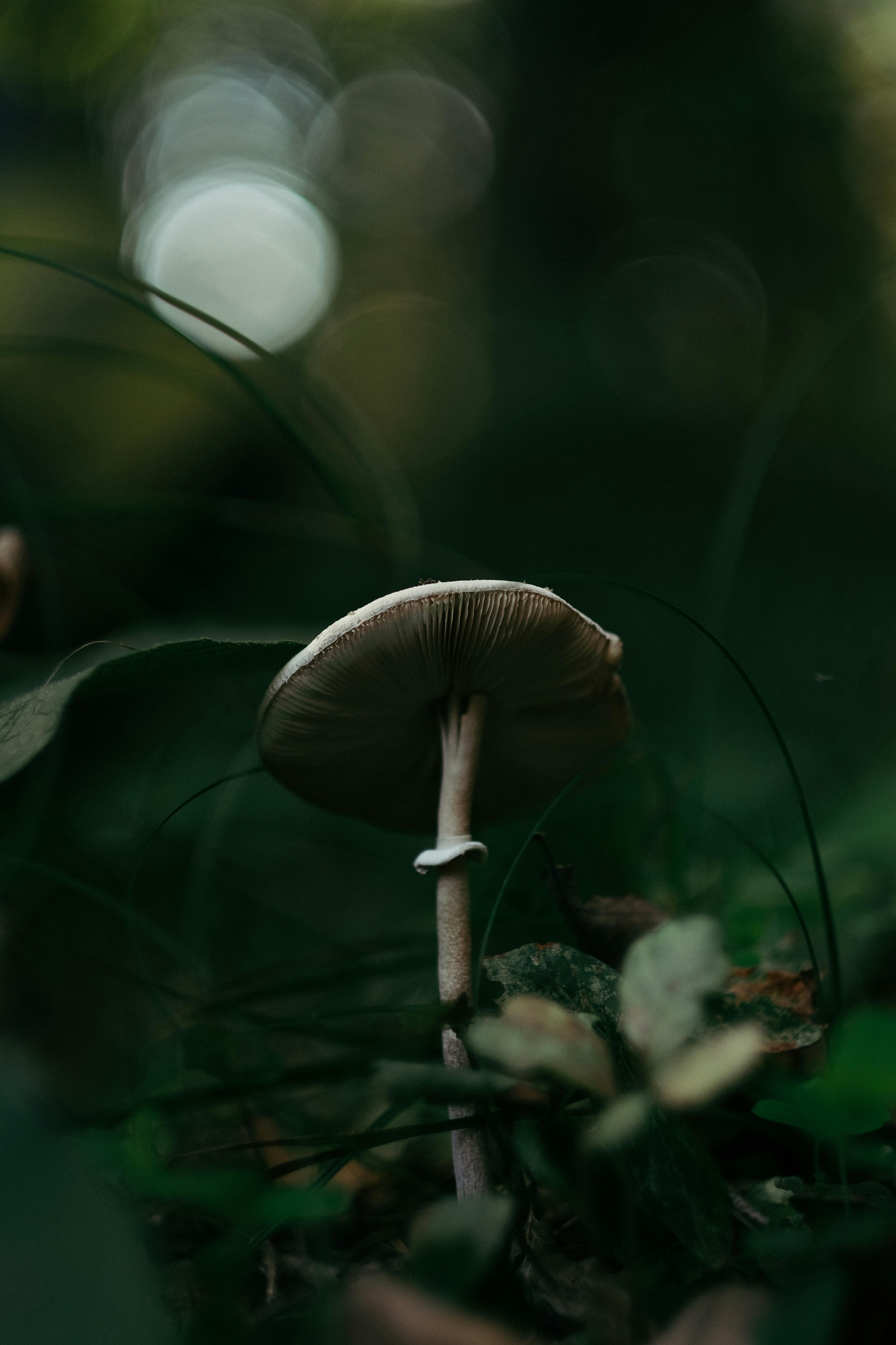 Mushrooms in Close Up Photography · Free Stock Photo