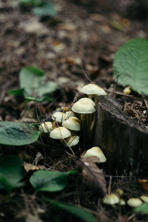 Free A cluster of mushrooms growing amidst lush green foliage in a serene forest setting. Stock Photo