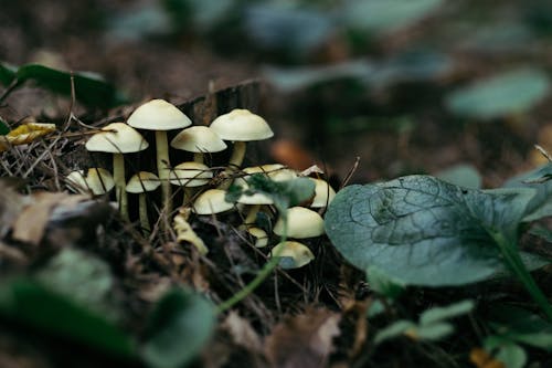Foto stok gratis fokus selektif, jamur, kedalaman lapangan