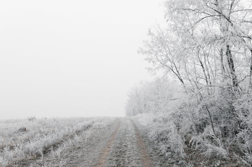 Free Brown Dirt Road Between Trees Covered With Snow Stock Photo
