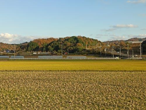 Free stock photo of countryside, harvest, japan Stock Photo
