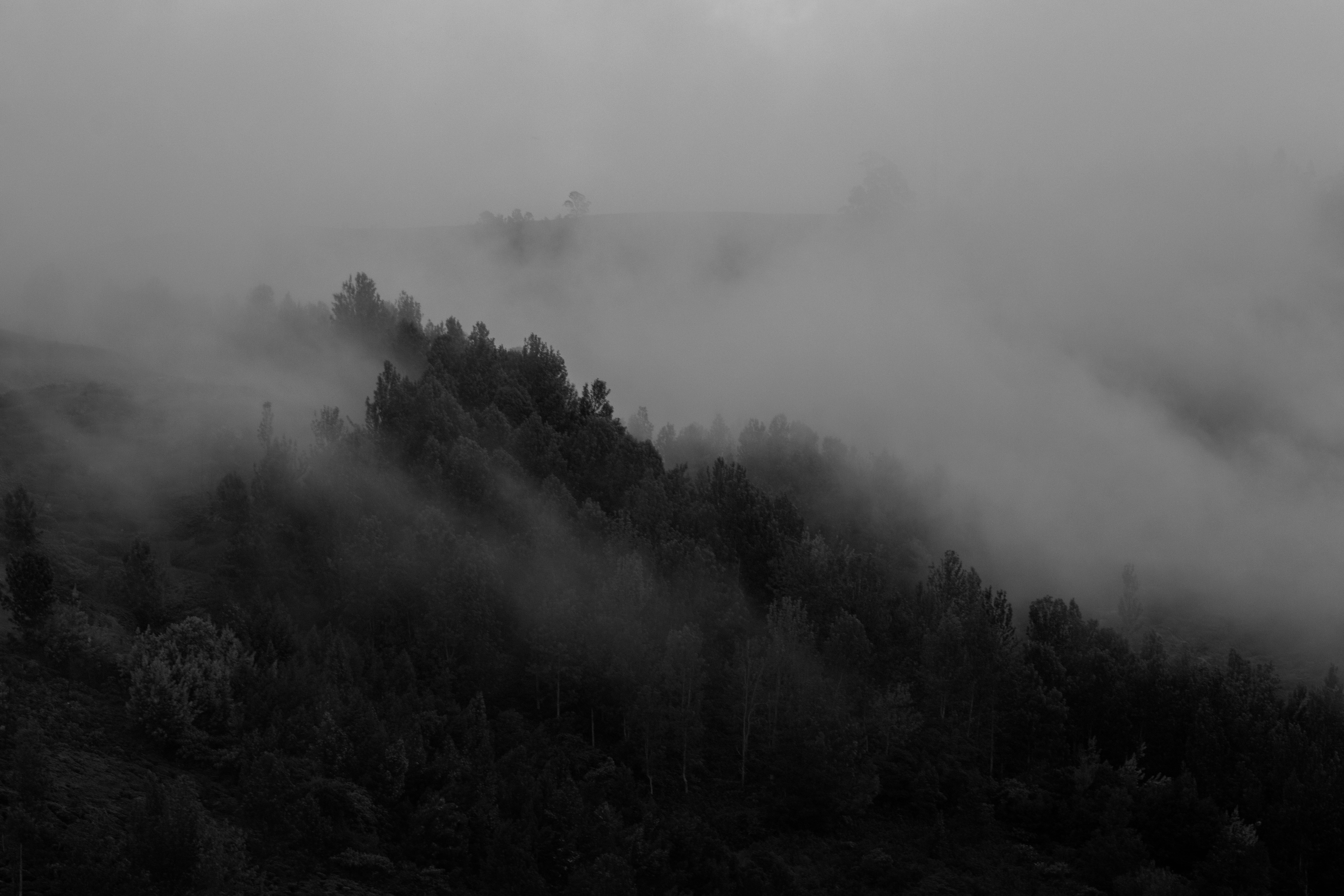 Explore a mysterious misty mountain forest captured in striking black and white photography.. pexels, explore, mysterious