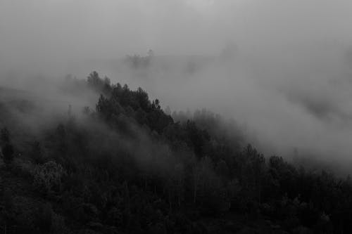 Grayscale Photo of Dense Trees on Mountain Covered with Fog