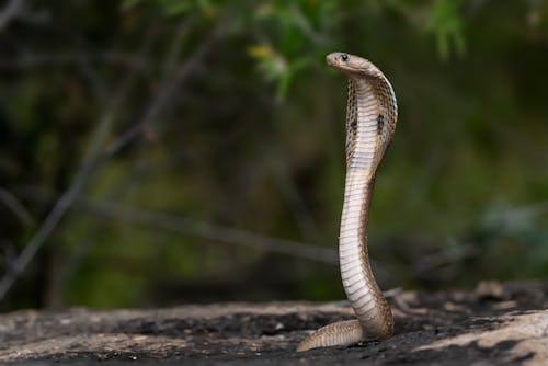 動物, 印度眼鏡蛇, 危險 的 免費圖庫相片