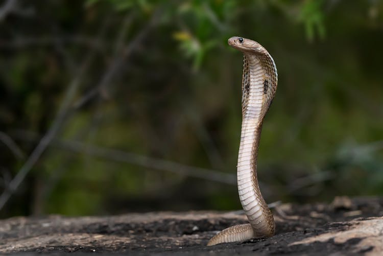 A Wildlife Photography Of An Indian Cobra