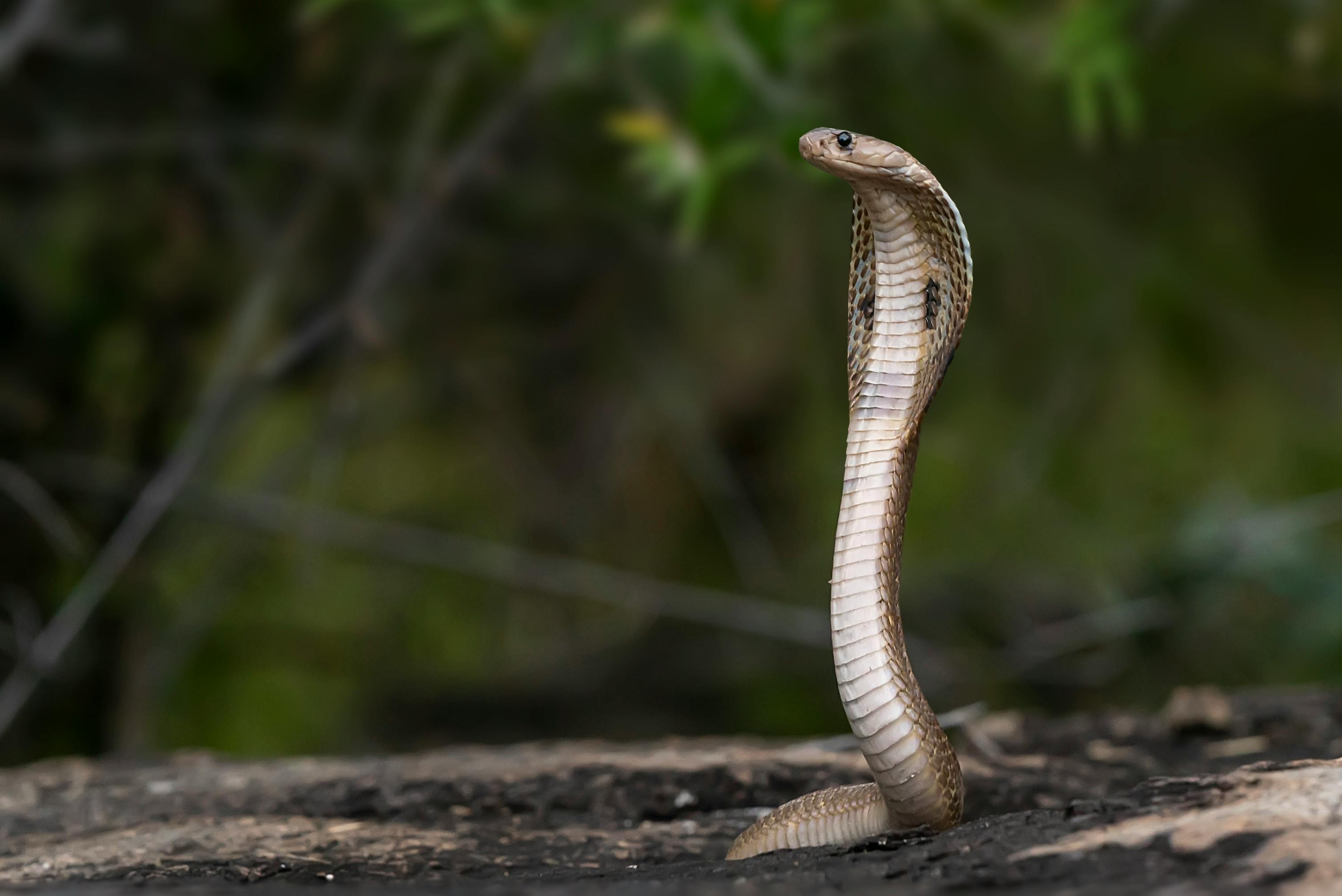 A Wildlife Photography of an Indian Cobra · Free Stock Photo