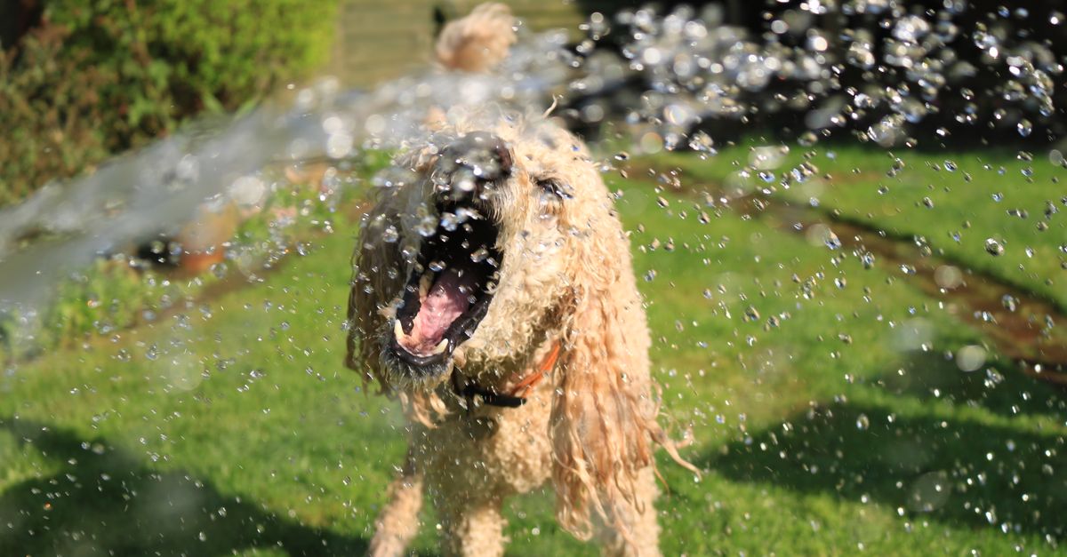 How to Keep Your Dog Safe and Comfortable During Extreme Summer Heat