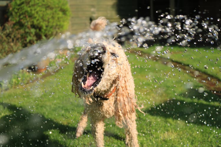 Soaked Wet Long-coated Dog Opens Mouth At Water Streams On Green Grass