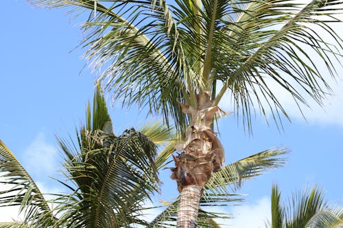 Free stock photo of palm leaves, palm tree, palm trees