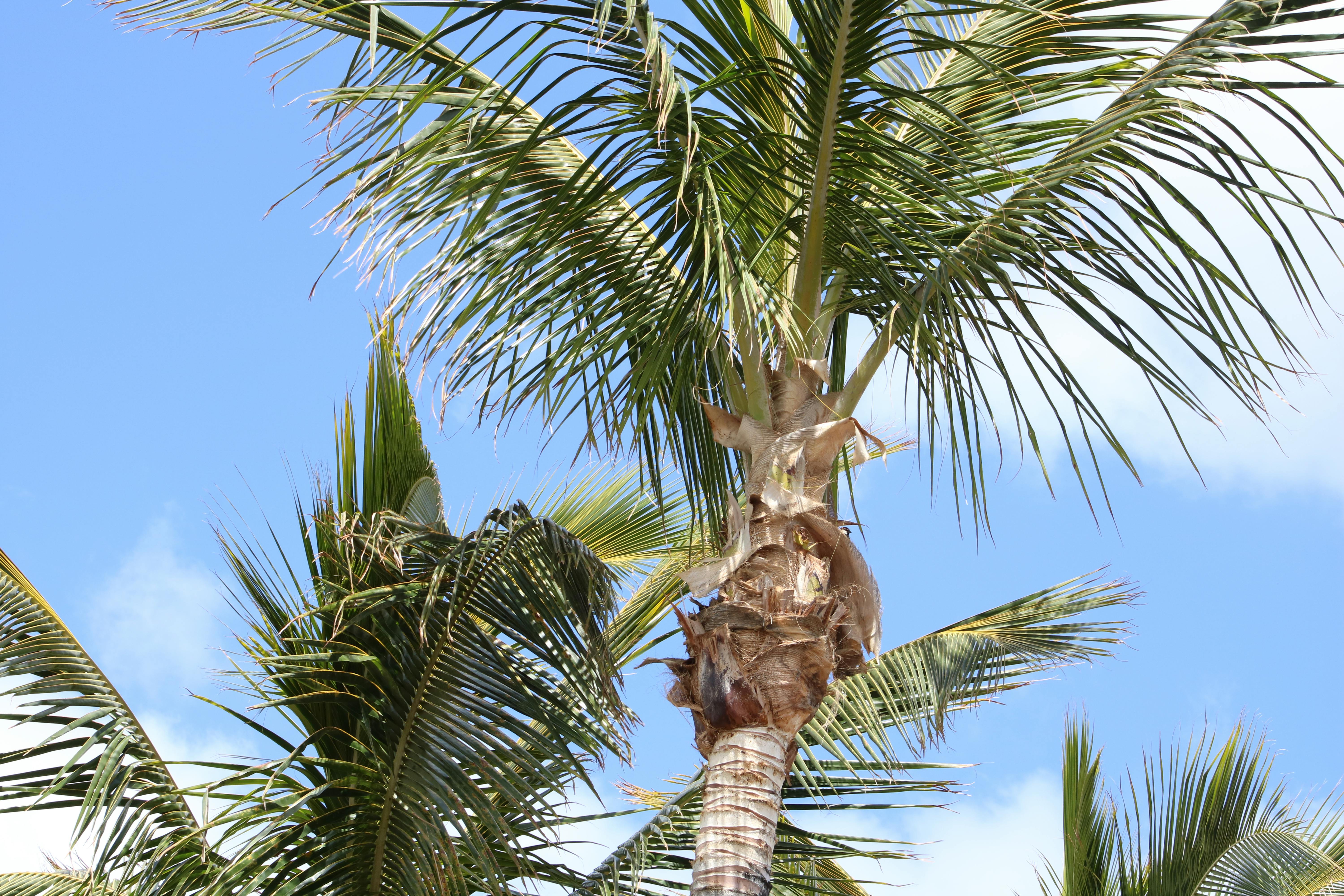 Free stock photo of palm leaves, palm tree, palm trees