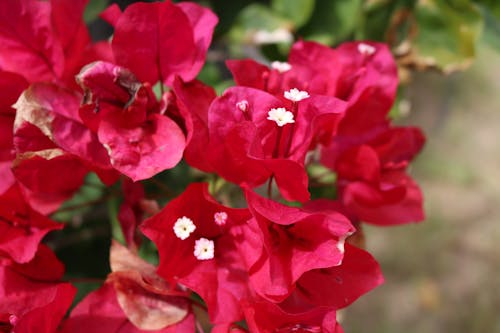 Free stock photo of flowers, red, summer