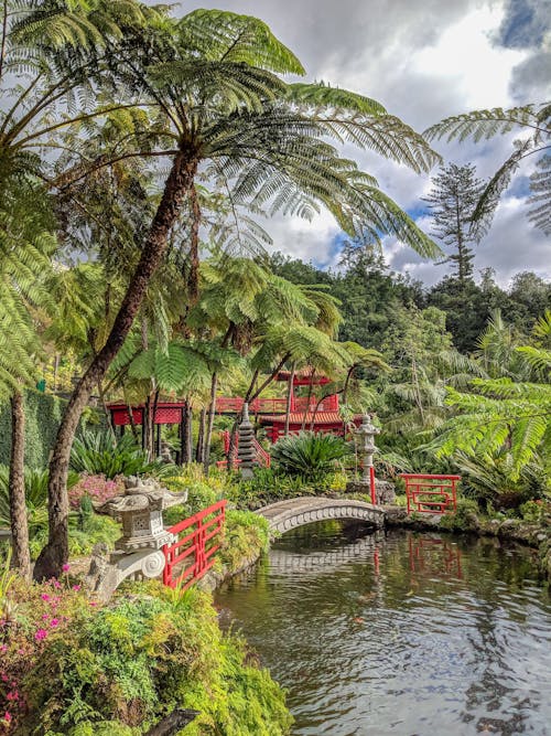 Fotobanka s bezplatnými fotkami na tému botanická záhrada, japonskej záhrady, madeira