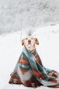 Dog in a Blanket in a Mountains in Winter