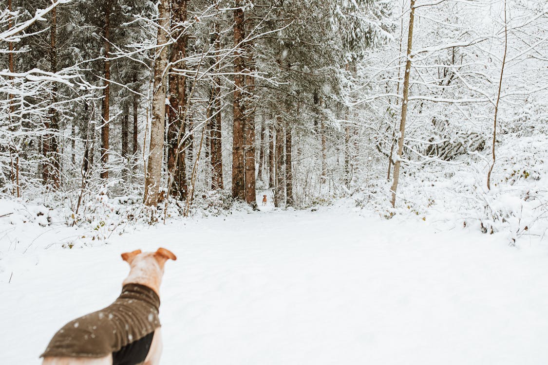 冬, 動物, 天気の無料の写真素材
