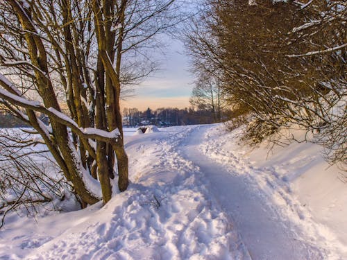 Fotobanka s bezplatnými fotkami na tému cestička, chladný, mrazenie