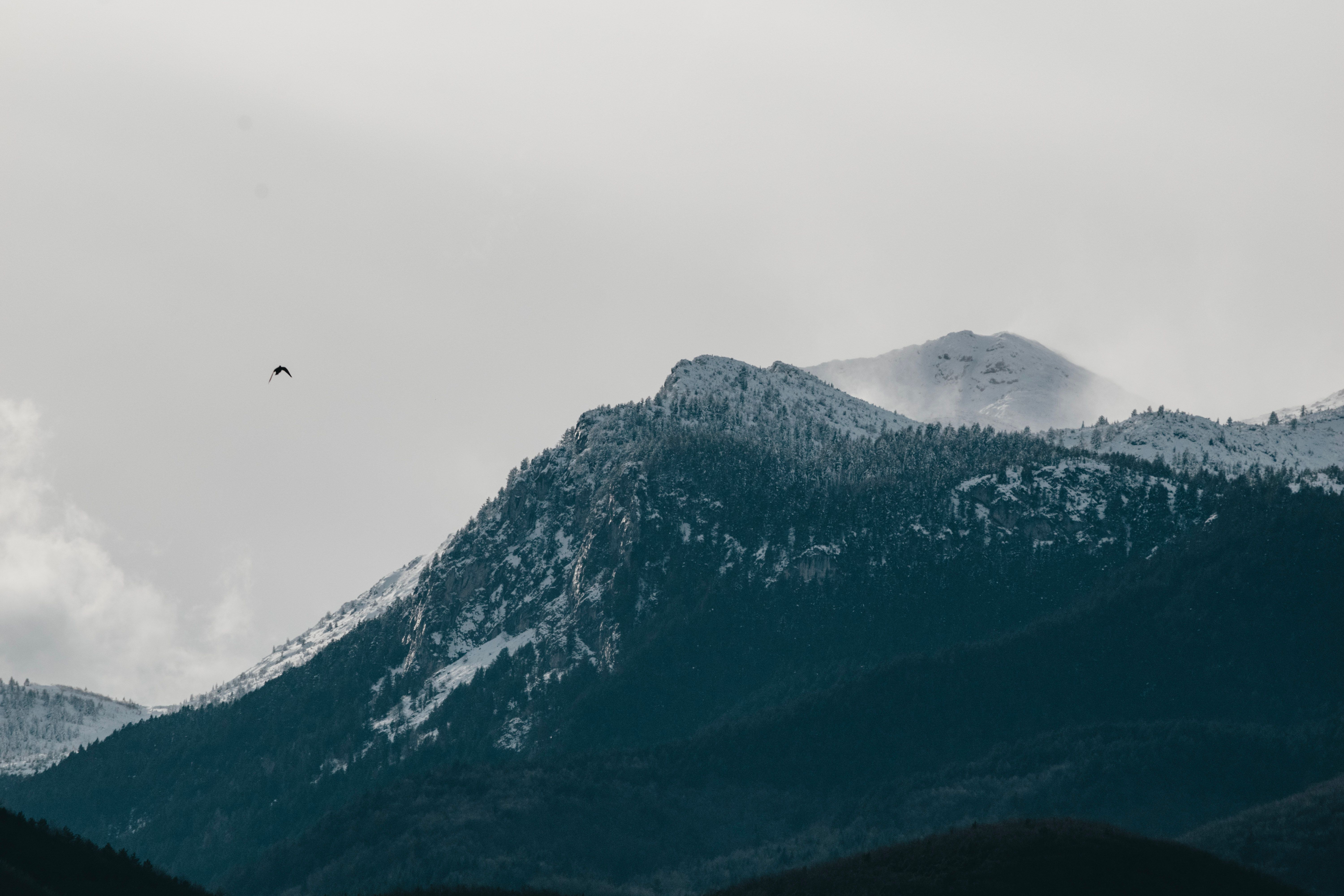 A Snow Covered Forest Mountain · Free Stock Photo