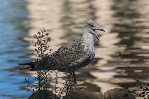 
A European Herring Gull on a Rock