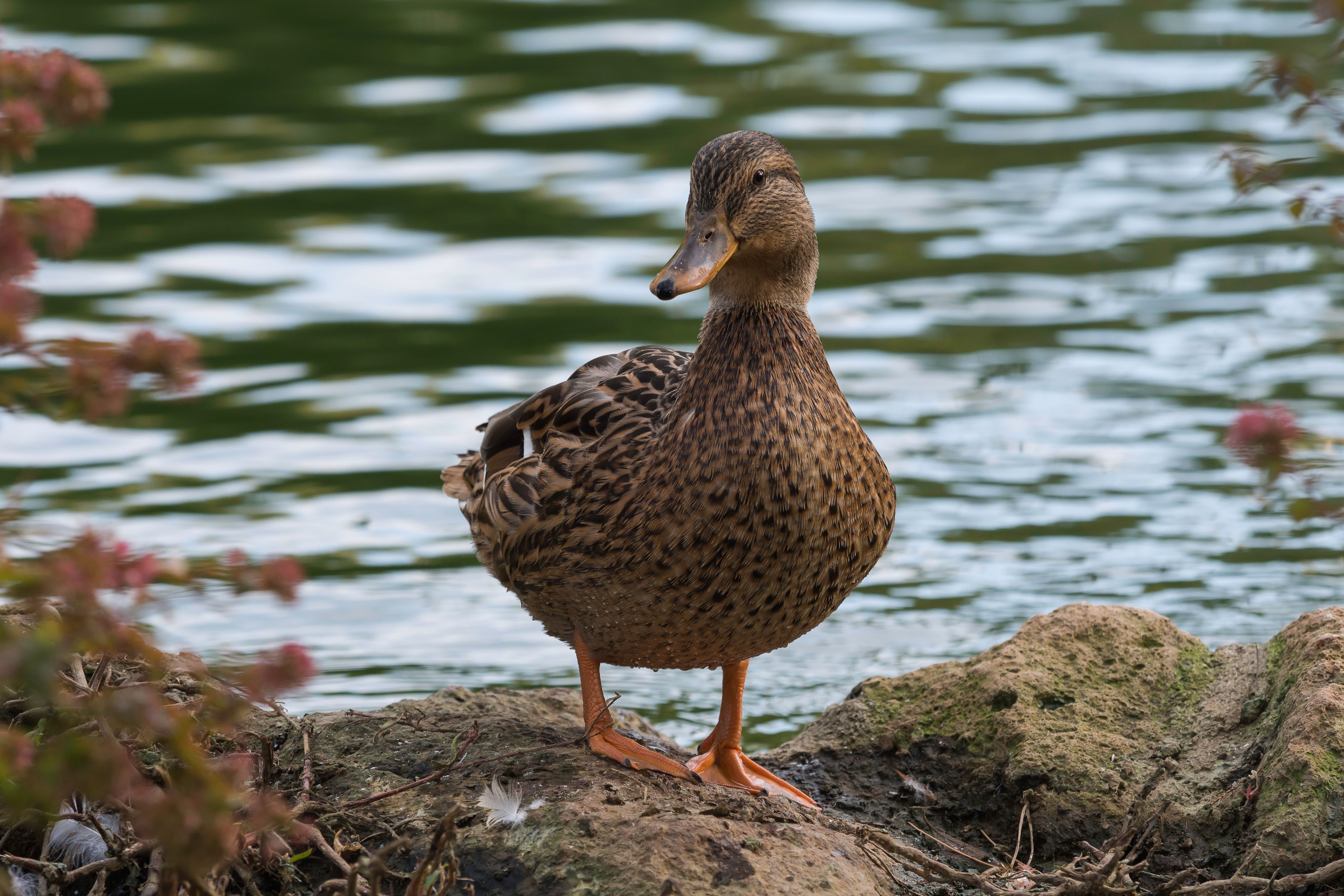 selective-focus-photography-of-mallard-duck-free-stock-photo