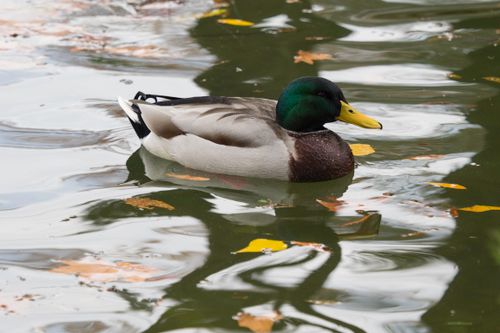 Free Serene image of a mallard duck swimming in a leaf-strewn pond, capturing nature's peaceful beauty in Rome. Stock Photo