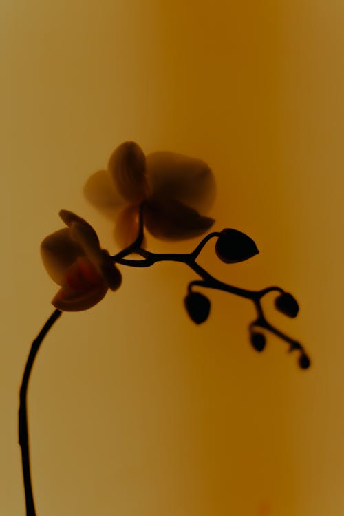 Silhouette of Flower Buds on Yellow Background