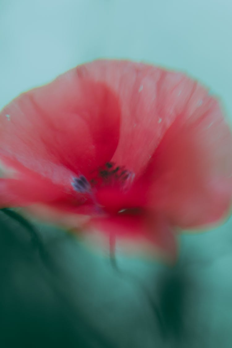 Blurred Petals Of A Poppy