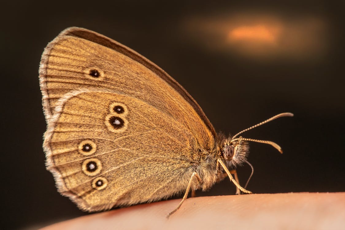 Free stock photo of animal, antenna, biology Stock Photo