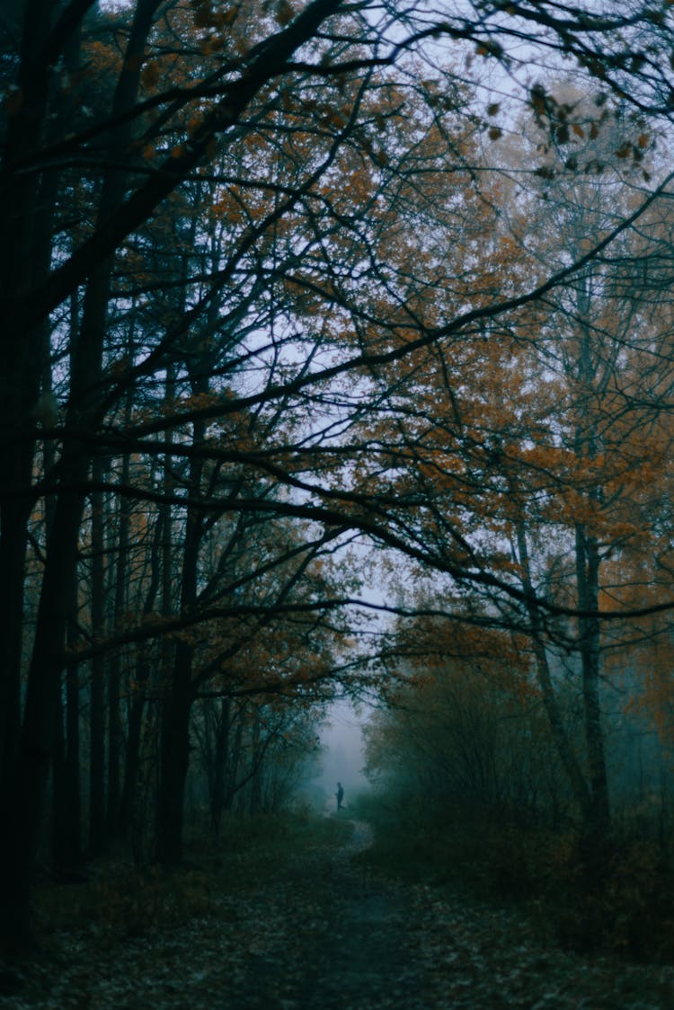 Unrecognizable Person Standing Far On Forest Footpath On Foggy Day