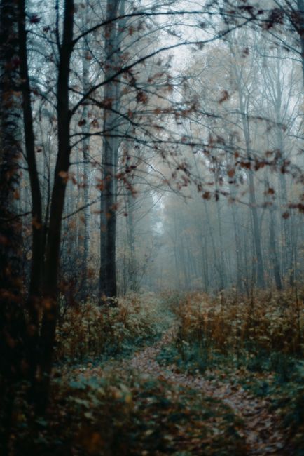 Misty autumn forest with a foggy pathway and tall trees, evoking tranquility.