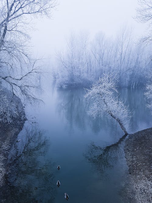 Darmowe zdjęcie z galerii z drzewa, kaczki, mglisty dzień