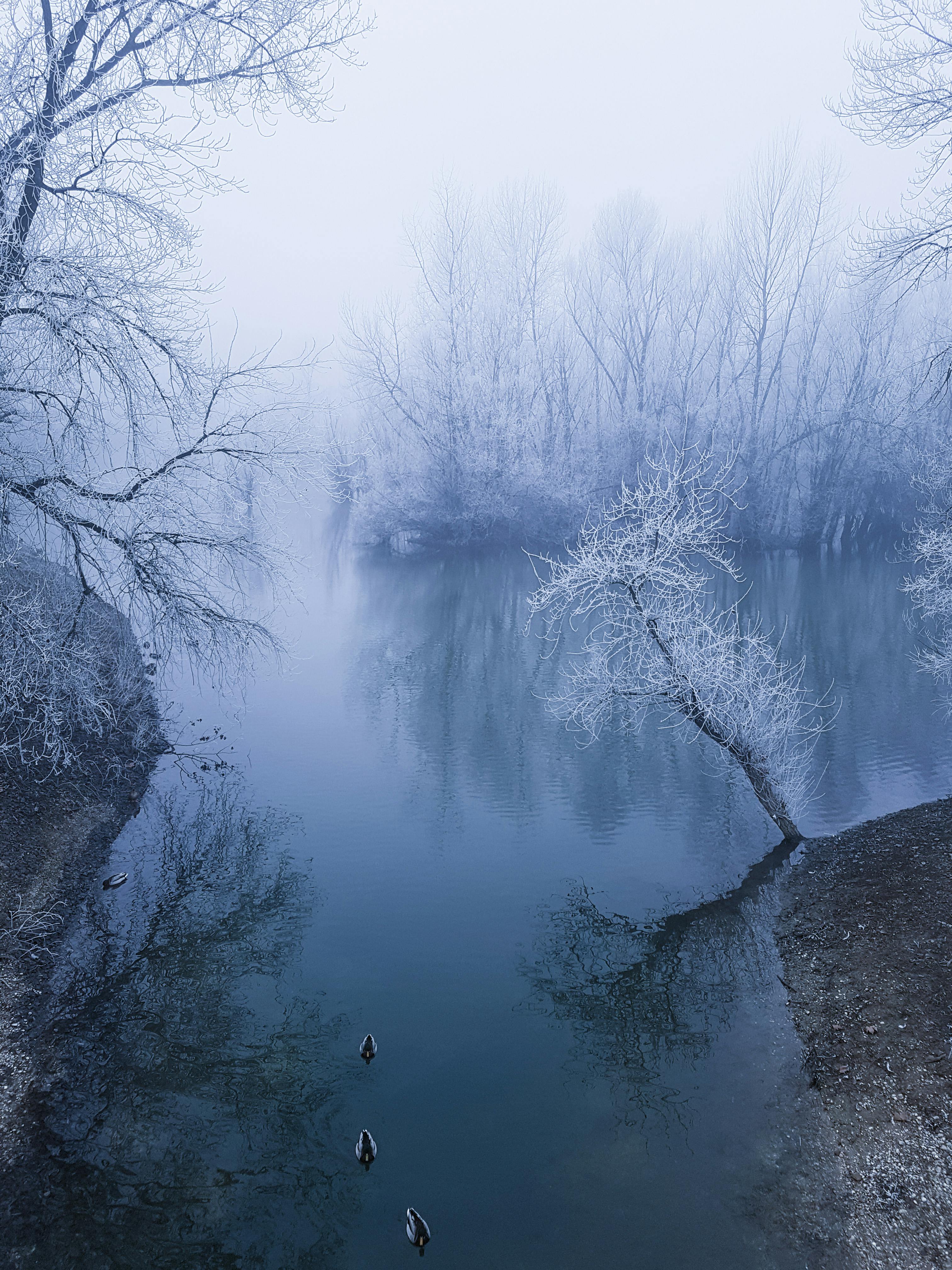 Wooden Bridge over Creek · Free Stock Photo