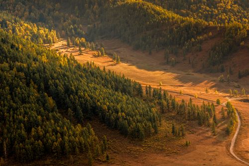 Free Captivating aerial view of Altai mountains with sunlit coniferous forests at sunset, showcasing nature's beauty. Stock Photo