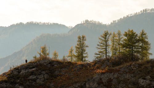 Kostnadsfri bild av bergen, dimma, höst