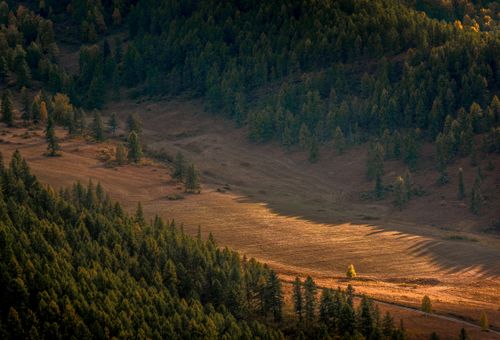 Free Aerial view of a sunlit valley with dense coniferous forests in the Altai Mountains at sunset. Stock Photo