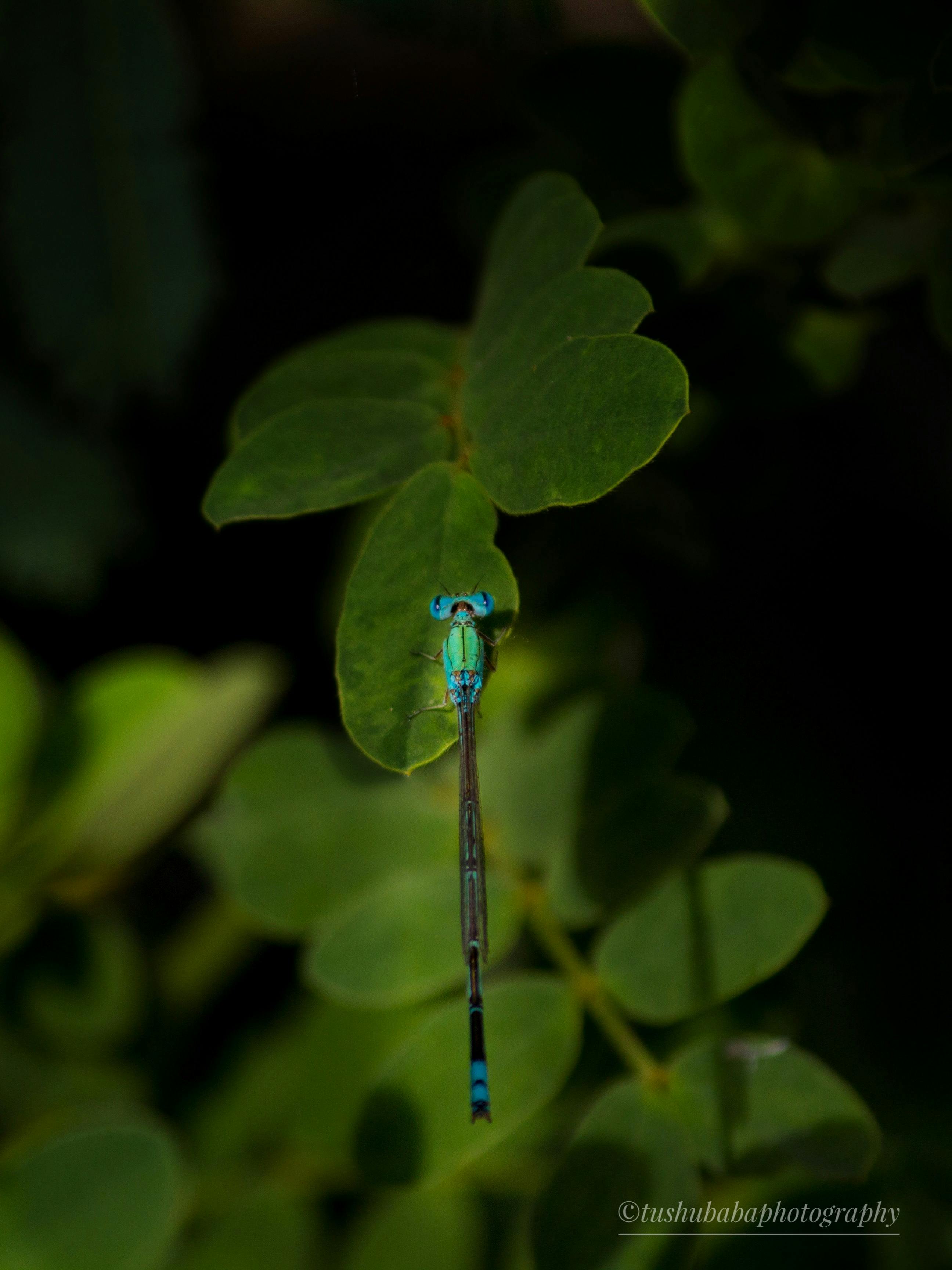 Free stock photo of dragonflies, nature, nature photography