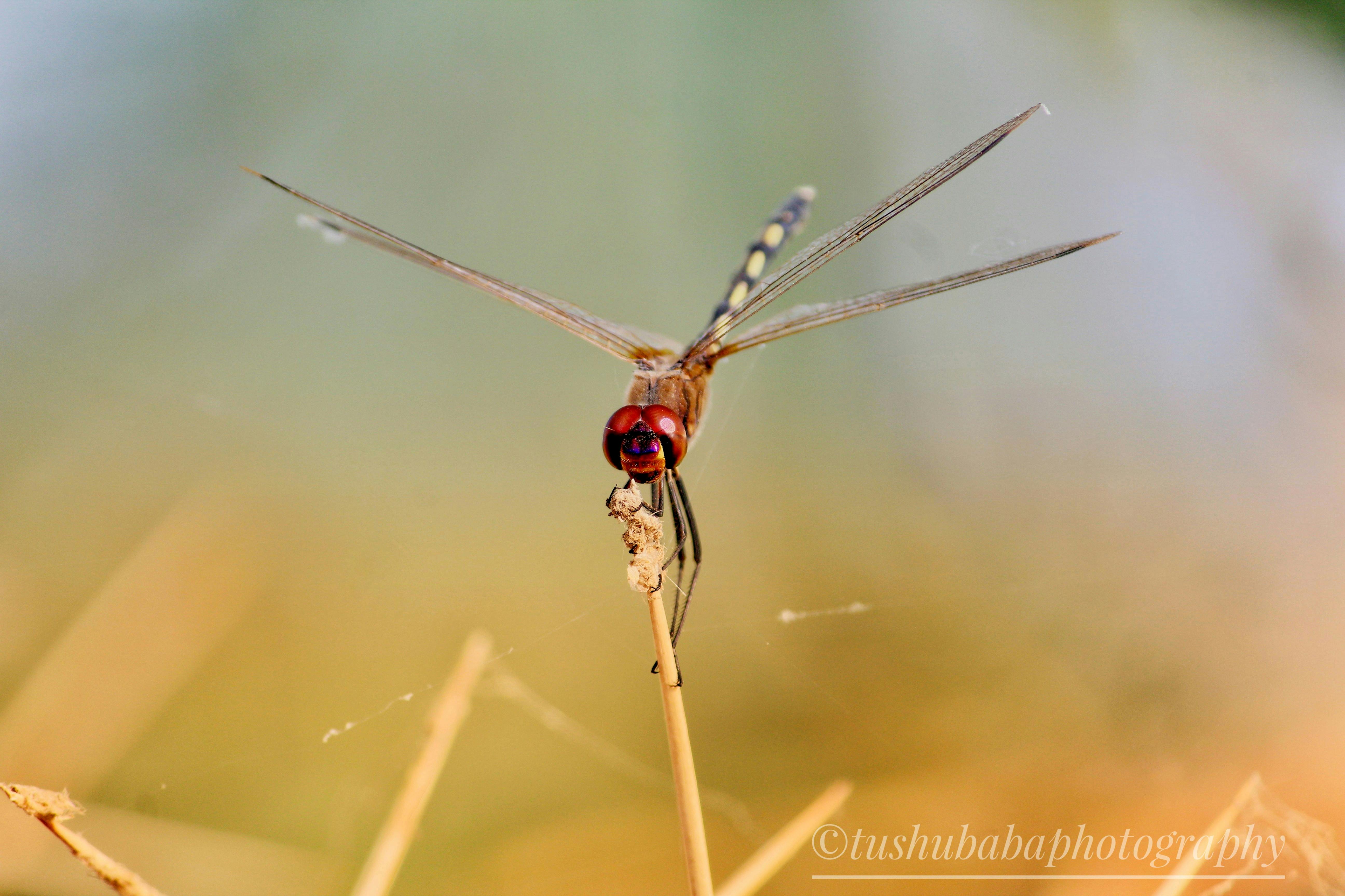 Free stock photo of #wildlife, dragonflies, nature photography
