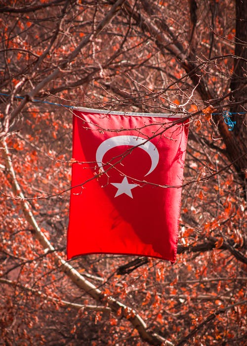 Foto d'estoc gratuïta de arbre, bandera, bandera turca