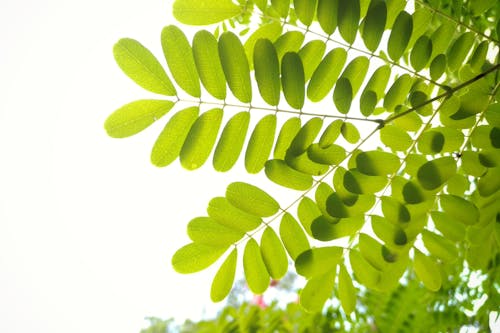 Free Green Leafed Leaves Stock Photo