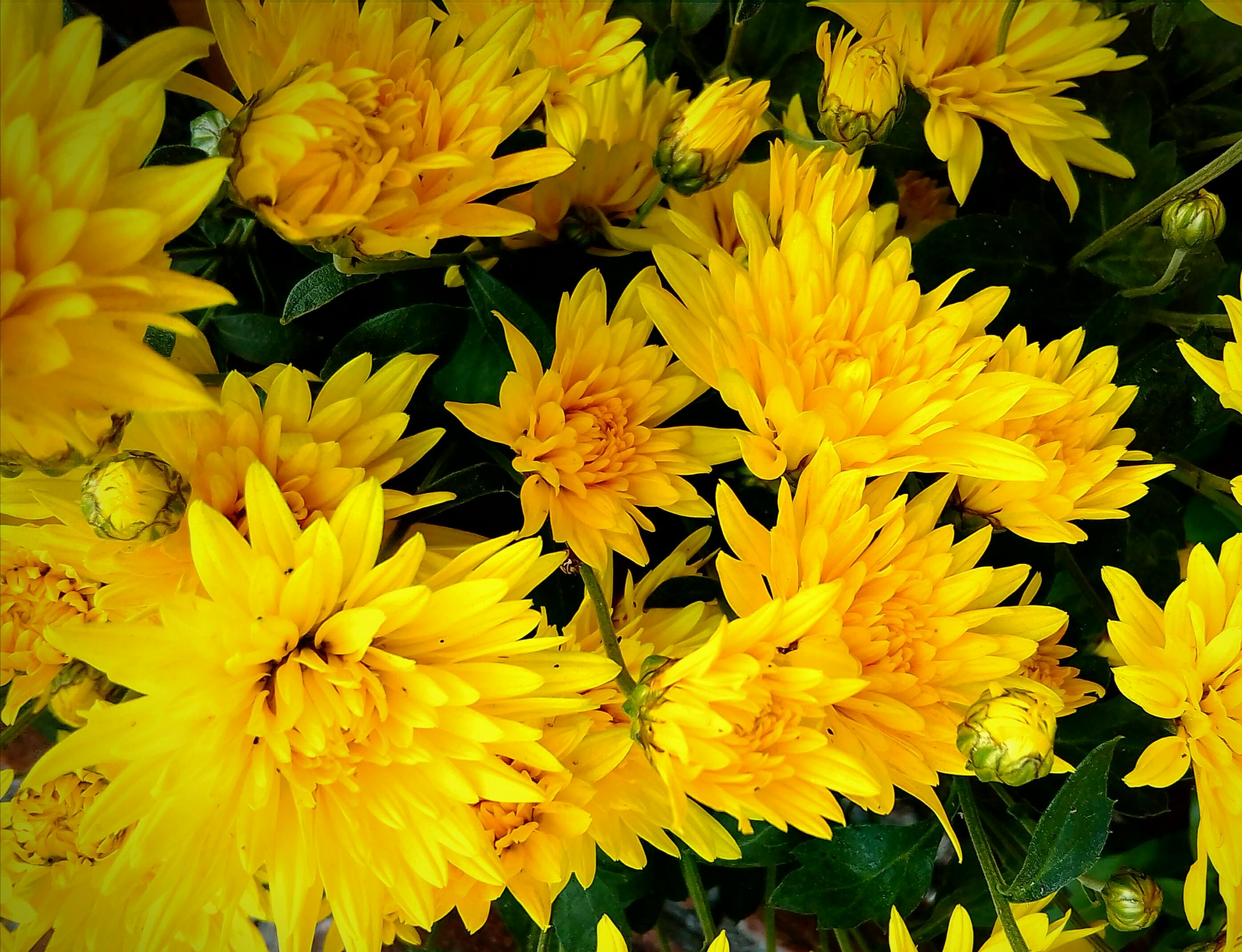 Premium Photo | A red flower wallpaper that says chrysanthemum.