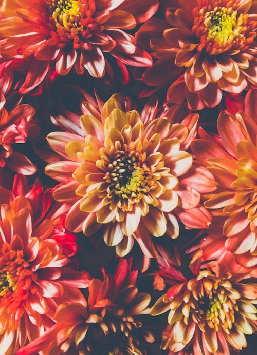 Základová fotografie zdarma na téma barva, blaho, chryzantéma