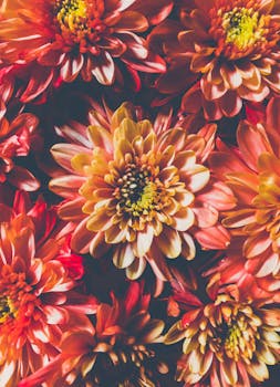 明亮的宏观镜头下，盛开的菊花呈现温暖的色调，非常适合作为花卉背景